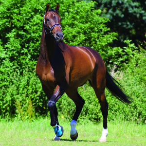 Botte medicale soin sabot cheval Kevlar